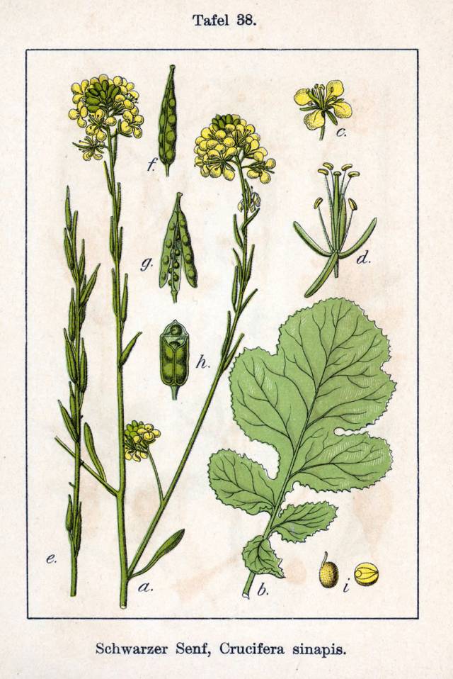 عکسهای گیاه دارویی خردل سیاه Brassica nigra 2